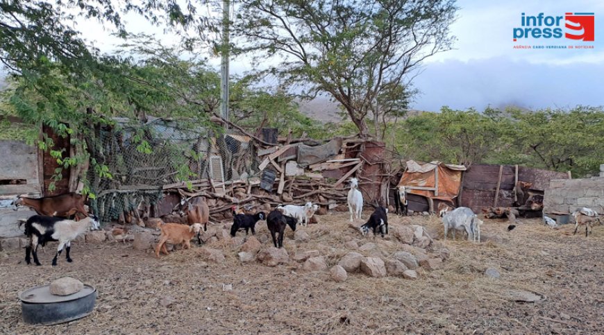 REPORTAGE/Brava: Resilience, passion, the need to empower oneself and the challenges faced by women in the practice of herding