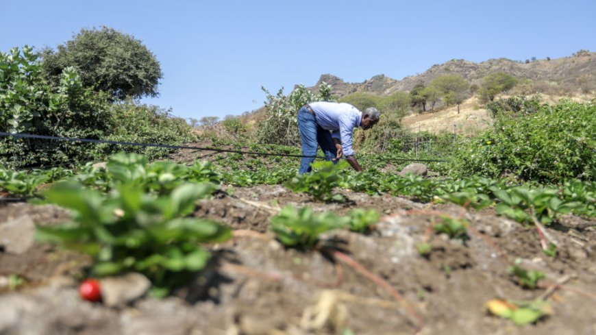 Governo Concede Terrenos Gratuitos a Agricultores e Criadores na Boa Vista