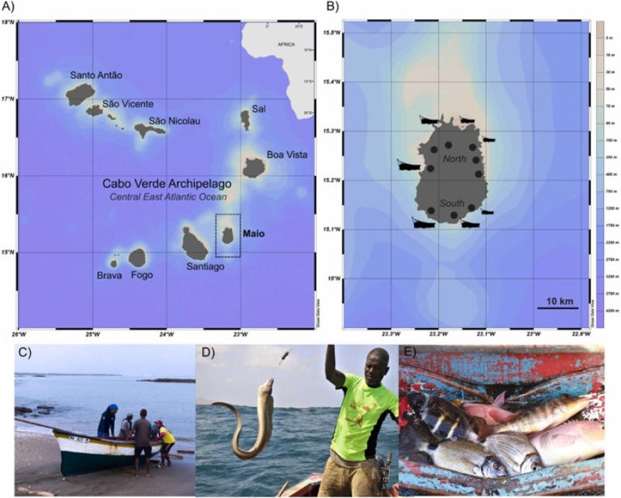 Pesca Artesanal em Cabo Verde: Declínio Ameaça Recursos Marinhos